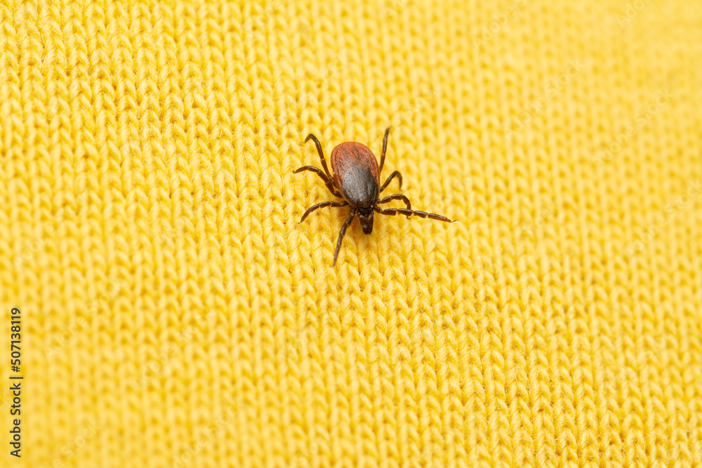 dangerous bloodsucker tick on human clothes waiting for victim dangerous bloodsucker tick on human clothes waiting for victim