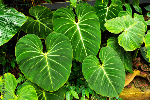 Philodendrons with large leaves in a humid tropical greenhouse. photo