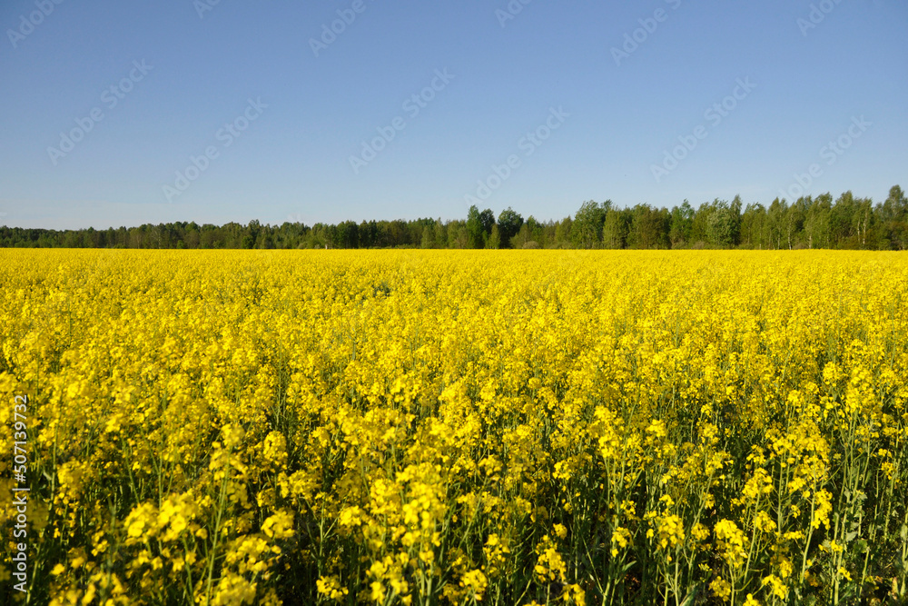 Landscape of a field of yellow rapeseed or canola flowers.