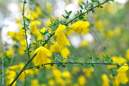 Yellow flowers and leaves of the forest bract from the genus Cytisus.