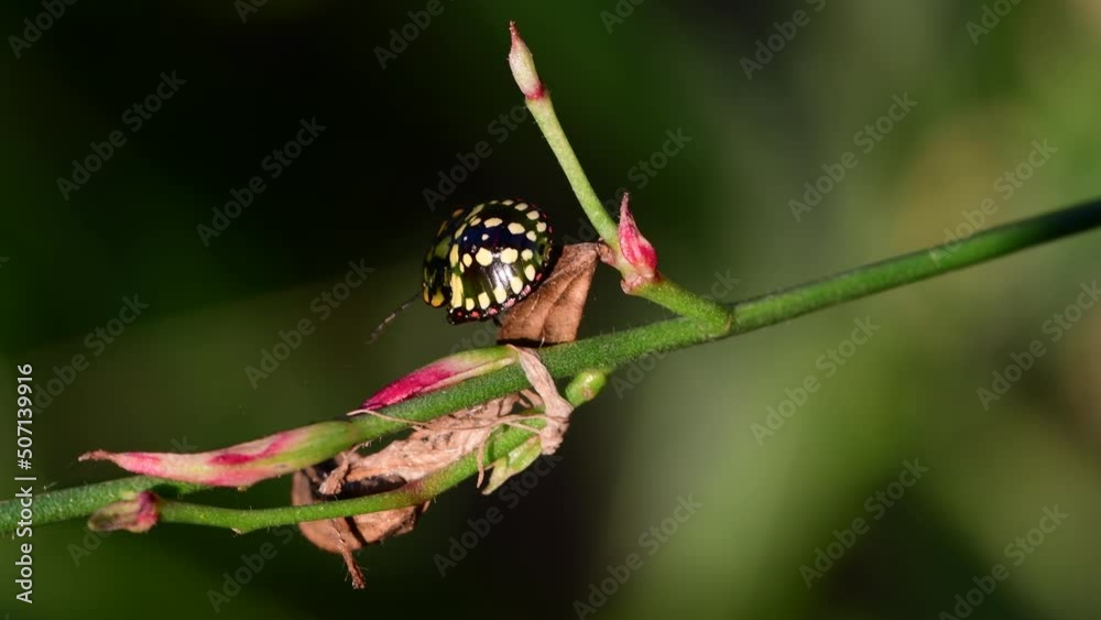 Green shield bug on leaf (red-edged green body and white spots) during autumn, South of France, Europe. 4K footage Green shield bug on leaf (red-edged green body and white spots) during autumn, South of France, Europe. 4K footage