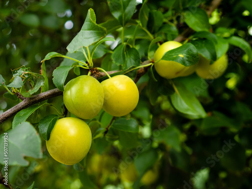 Cluster of Mirabelle plums (Prunus domestica var. Syriaca) growing on tree branches on a blanket of green leaves photo