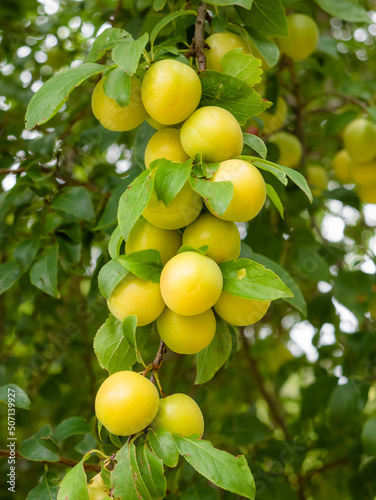 Cluster of Mirabelle plums (Prunus domestica var. Syriaca) growing on tree branches on a blanket of green leaves