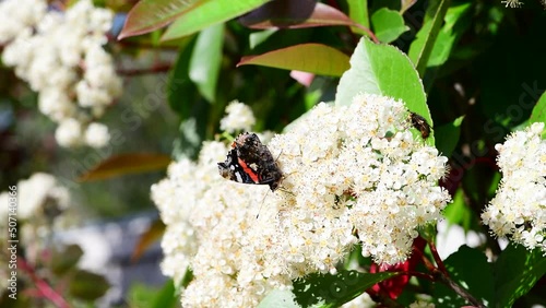 Butterfly eating pollen on white flowers , Corsica, France, Europe. 4K macro footage real time