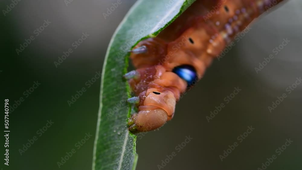 Caterpillar of the Daphnis nerii on a leaf
