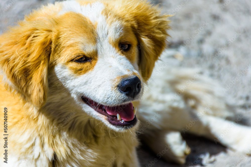 Closeup portrait of mountain Dog Closeup portrait of mountain Dog