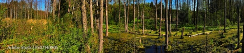 Panorama.Spring landscape of the swamp in the forest.View of the green forest lake.Trees growing in green water in swamp in the Knyszyn forest.