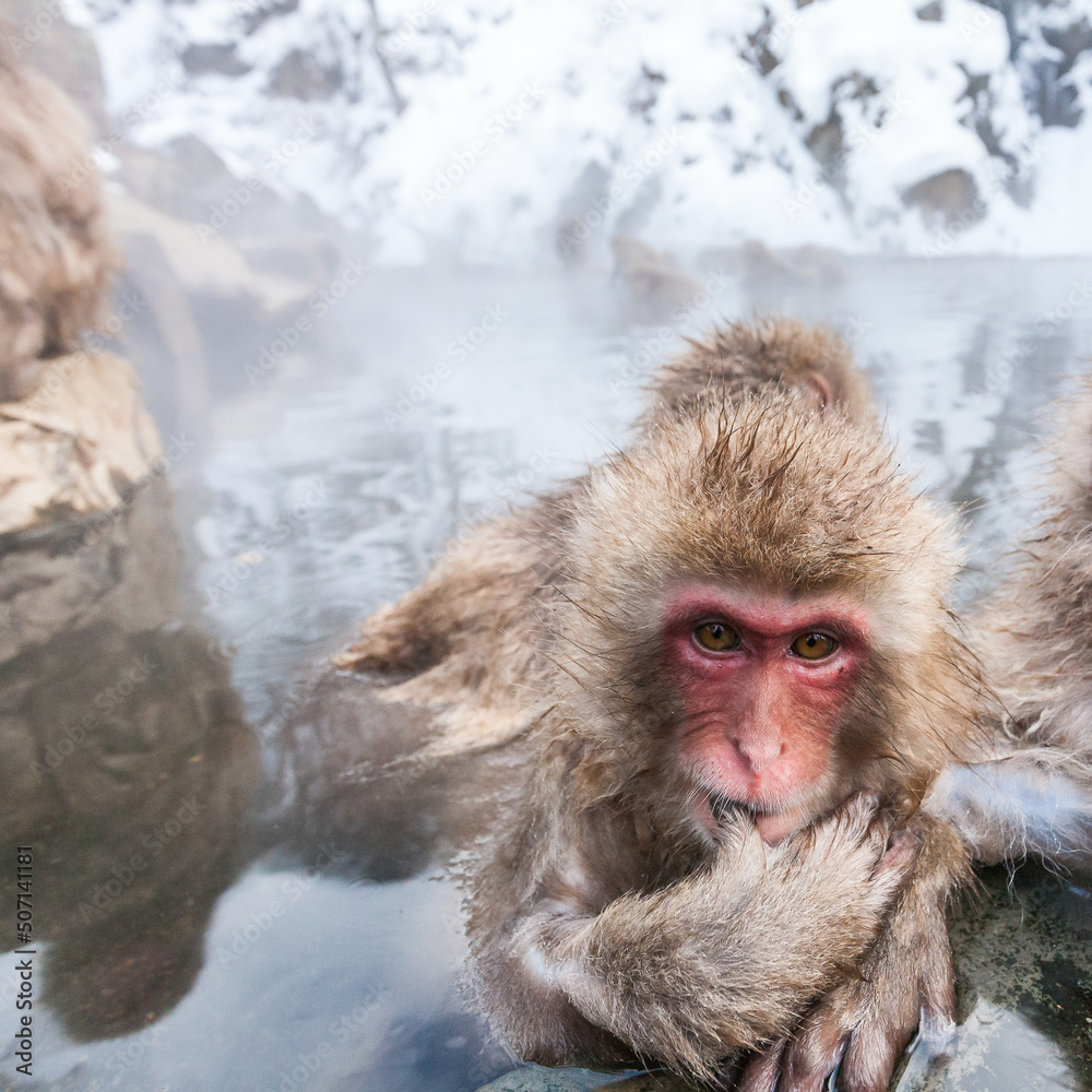 Little snow monkey sitting in a hot spring, Japan. Little snow monkey sitting in a hot spring, Japan.