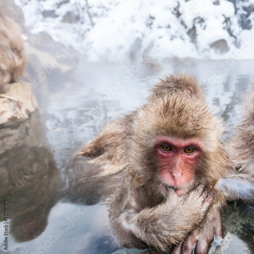 Little snow monkey sitting in a hot spring, Japan. © Victoria
