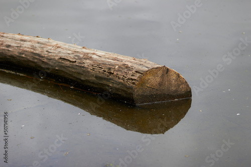 a piece of wood floating in a lake