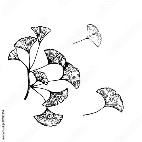  Ginkgo biloba leaves isolated on white background