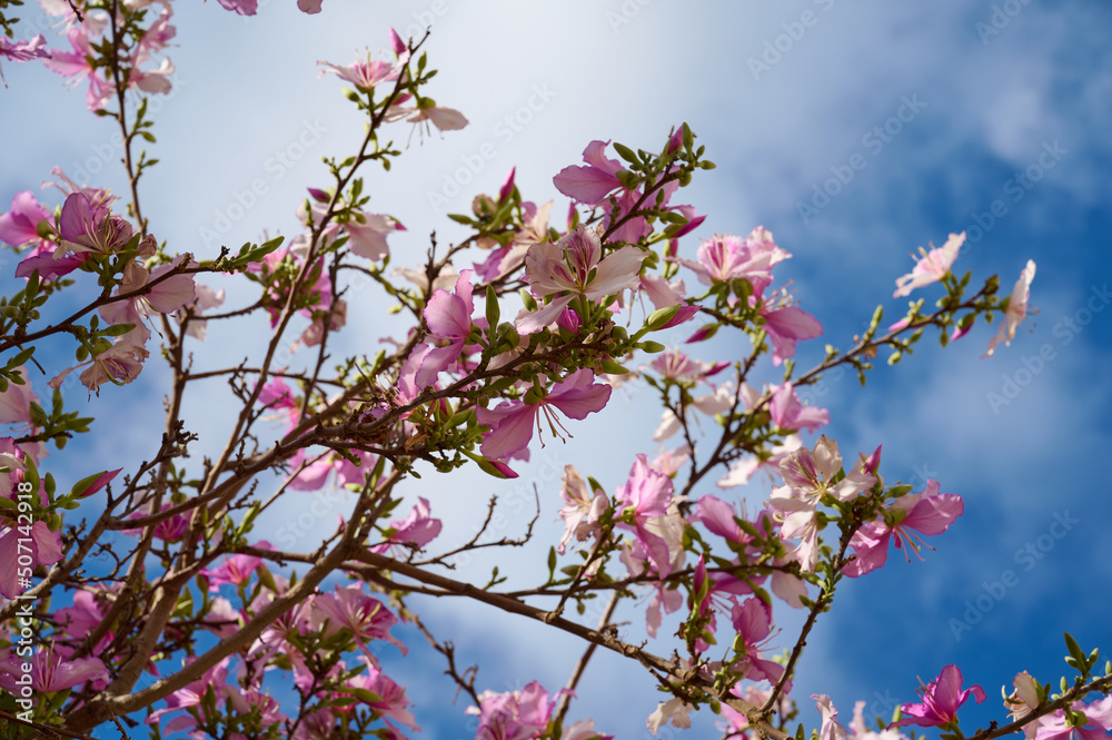 Branches of a flowering and fragrant tree Bauhinia variegata. Israel. Spring. Branches of a flowering and fragrant tree Bauhinia variegata. Israel. Spring.