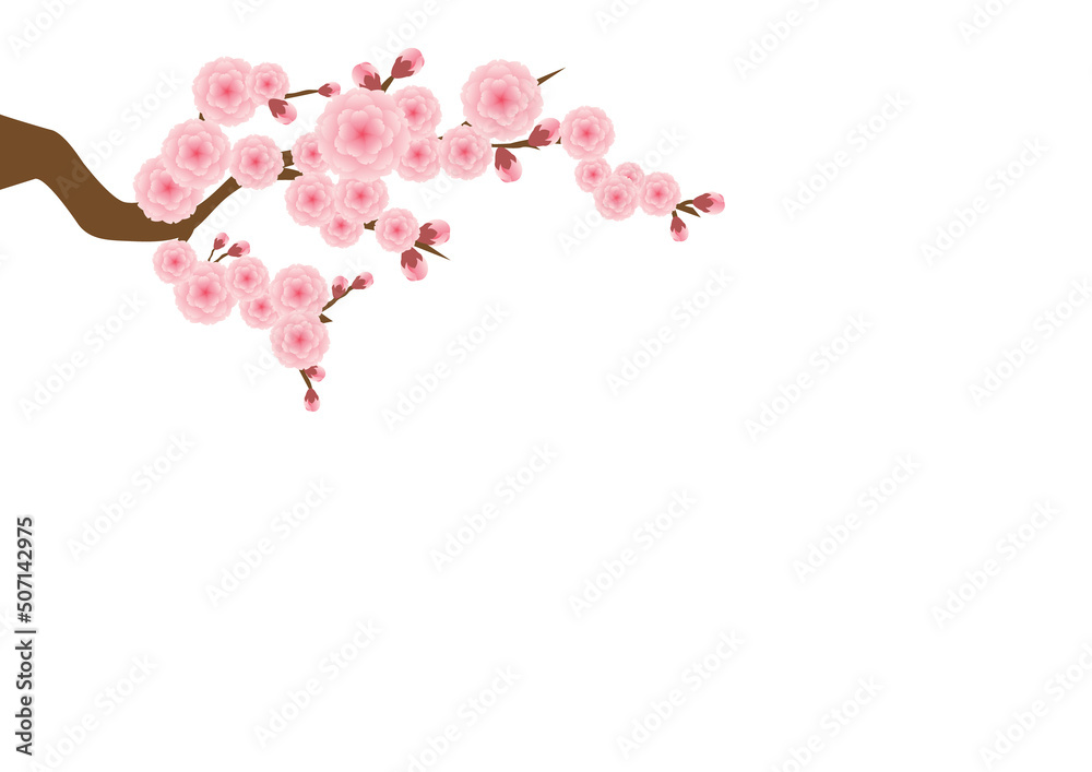 Cherry blossom flowers background. Sakura  pink flowers background.