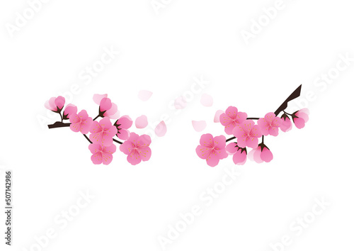 Cherry blossom flowers background. Sakura  pink flowers background.