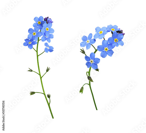 Set of blue forget-me-not flowers isolated