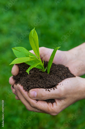 Man hands with plant and soil. Selective focus.