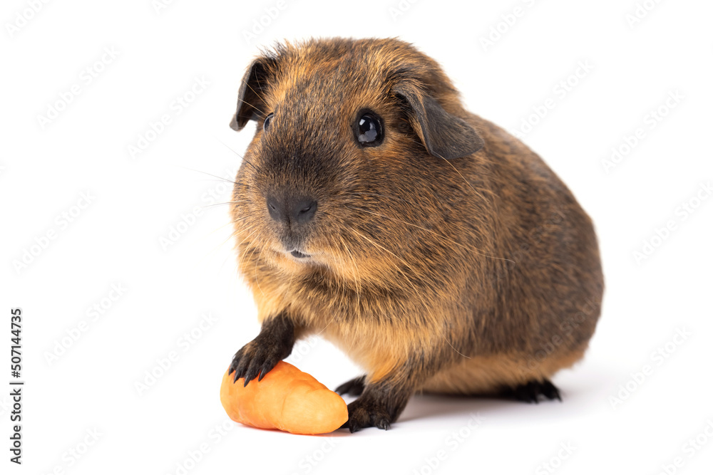 Cute little brown guinea pig with carrot isolated on a white background Cute little brown guinea pig with carrot isolated on a white background