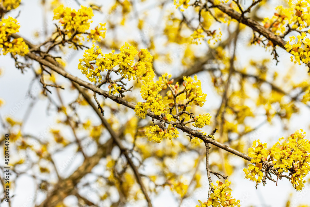 Flowering dogwood tree against a cloudy sky. Traditional spring blooming. Beautiful background Flowering dogwood tree against a cloudy sky. Traditional spring blooming. Beautiful background