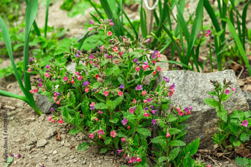 Blooming Pulmonaria (lungwort) bushes. Young flowers with decorative stones. Gardening background