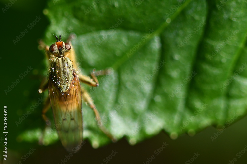 Fototapeta premium fly on leaf
