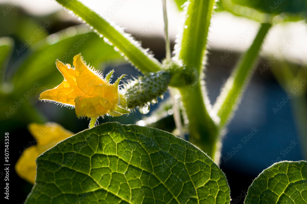 Cucumber flower. Small green cucumber. Flowers and fruits of cucumber. Selective focus.