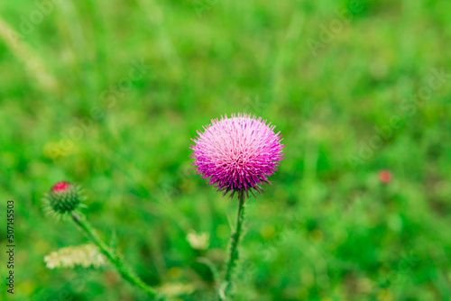 beautiful purple thistle flower close-up against blurred spring landscape