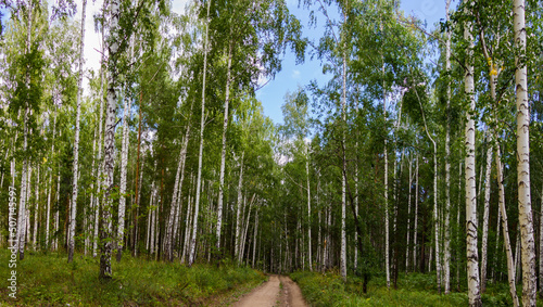 Fototapeta Naklejka Na Ścianę i Meble -  Birch forest in summer. A road in the forest.