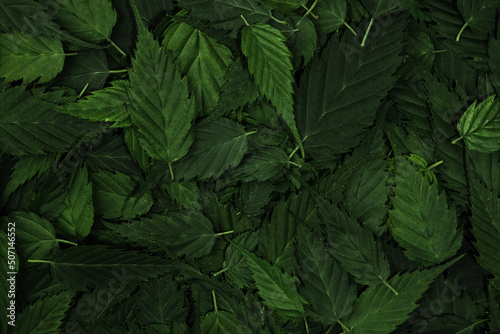 Green leaves pattern background. Nature background and wallpaper. Tropical leaf forest layout for creative design elements. Creative layout made from green leaves. Close up, flat lay, top view. © Vladyslav