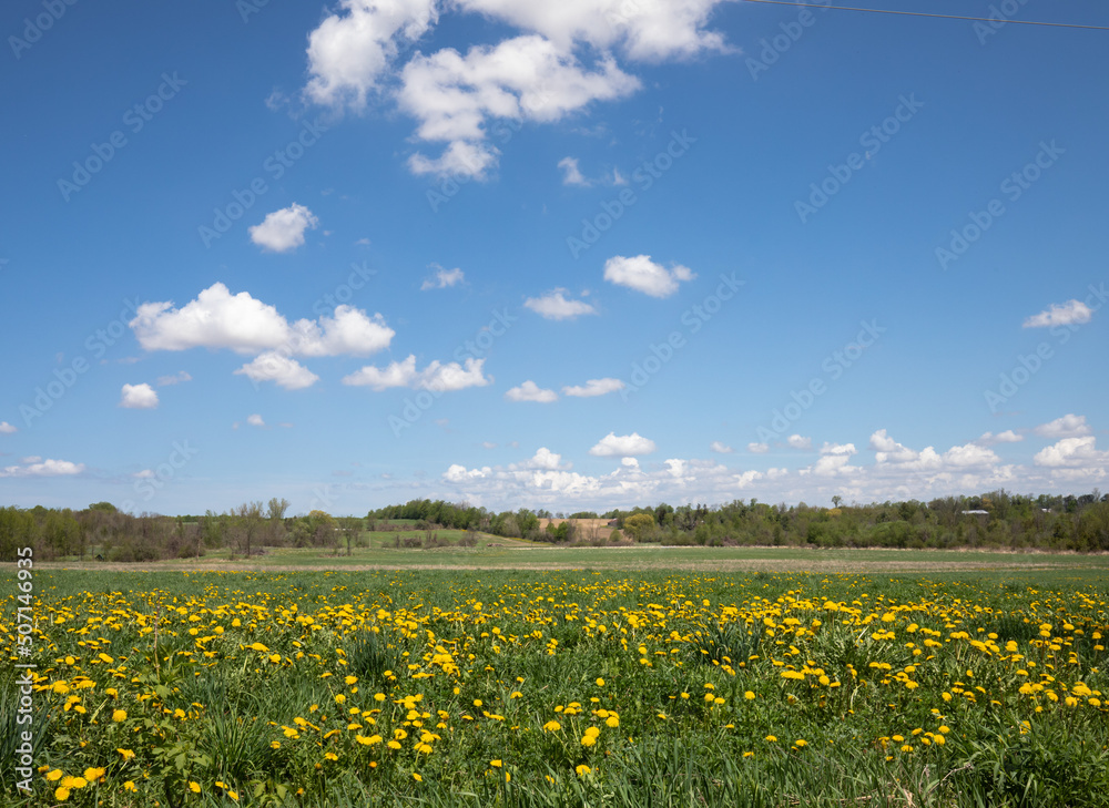 Rural Ontario field  in May