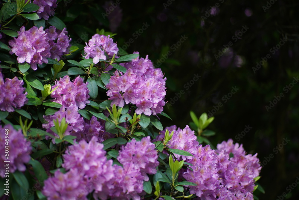 Blühender Rhododendron in einem Park oder Garten mit Bäumen Blühender Rhododendron in einem Park oder Garten mit Bäumen