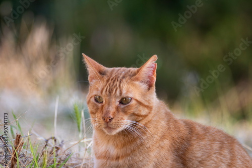 Retrato de gato naranja en el campo