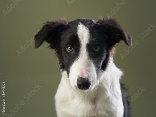 funny dog. Happy Border Collie puppy . Pet on a green background © annaav