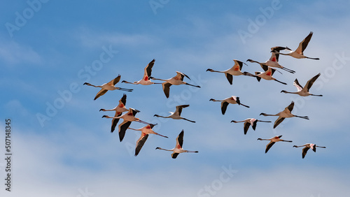 Valokuva Flock of pink flamingos flying in Namibia, beautiful birds