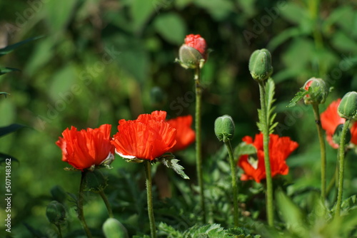 Rot blühender Mohn, Klatschten im späten Frühling in einem Garten
