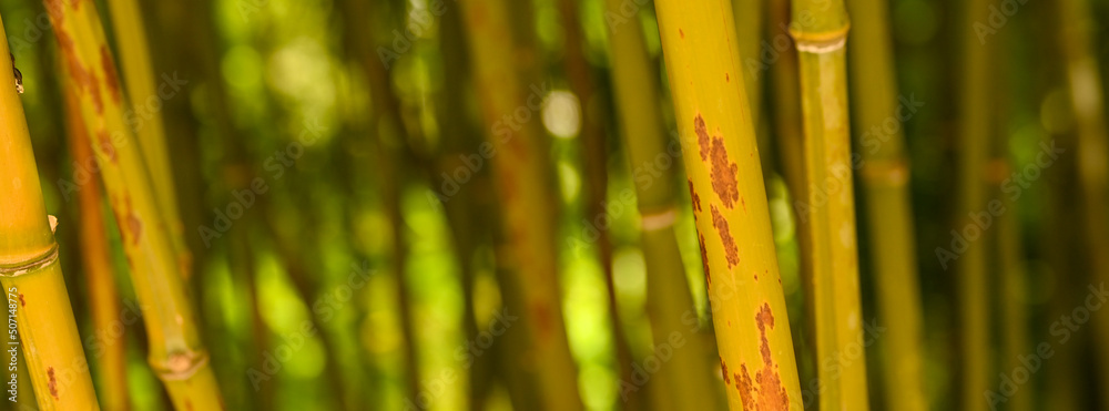 Beautiful close-up of bamboo, Belgium Beautiful close-up of bamboo, Belgium