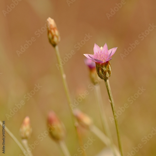 Close-up of xeranthemum annuum, Belgium photo