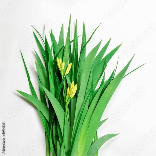 Fresh green leaves with yellow lily buds.Beautiful natural background.Isolated on a white background