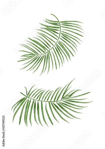 Liście palmy, liść tropikalny