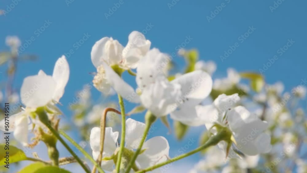Pear blossom close-up. Pear flowers. Blossoming white pear blossom. Pear blossom close-up. Pear flowers. Blossoming white pear blossom.