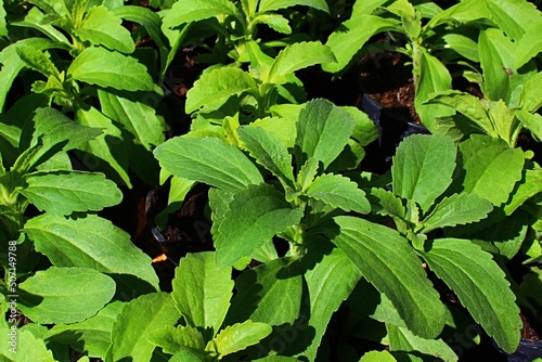 Spring leaves of Stevia plant, well known sugar substitute, also called candyleaf, sweetleaf or sugarleaf, latin name Stevia rebaudiana, sunbathing on daylight sunshine. photo