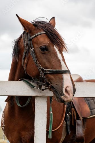 Close-up portrait of a brown horse with a white spot on face standing next to wooden fence