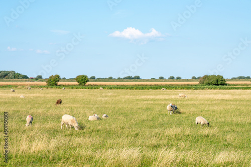 Grazing sheep in the meadow near Westerhever, Sankt Peter-Ording, Schleswig-Holstein, Germany