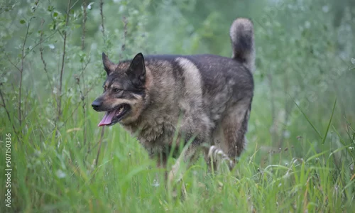 Fototapeta samoprzylepna wolf on the grass