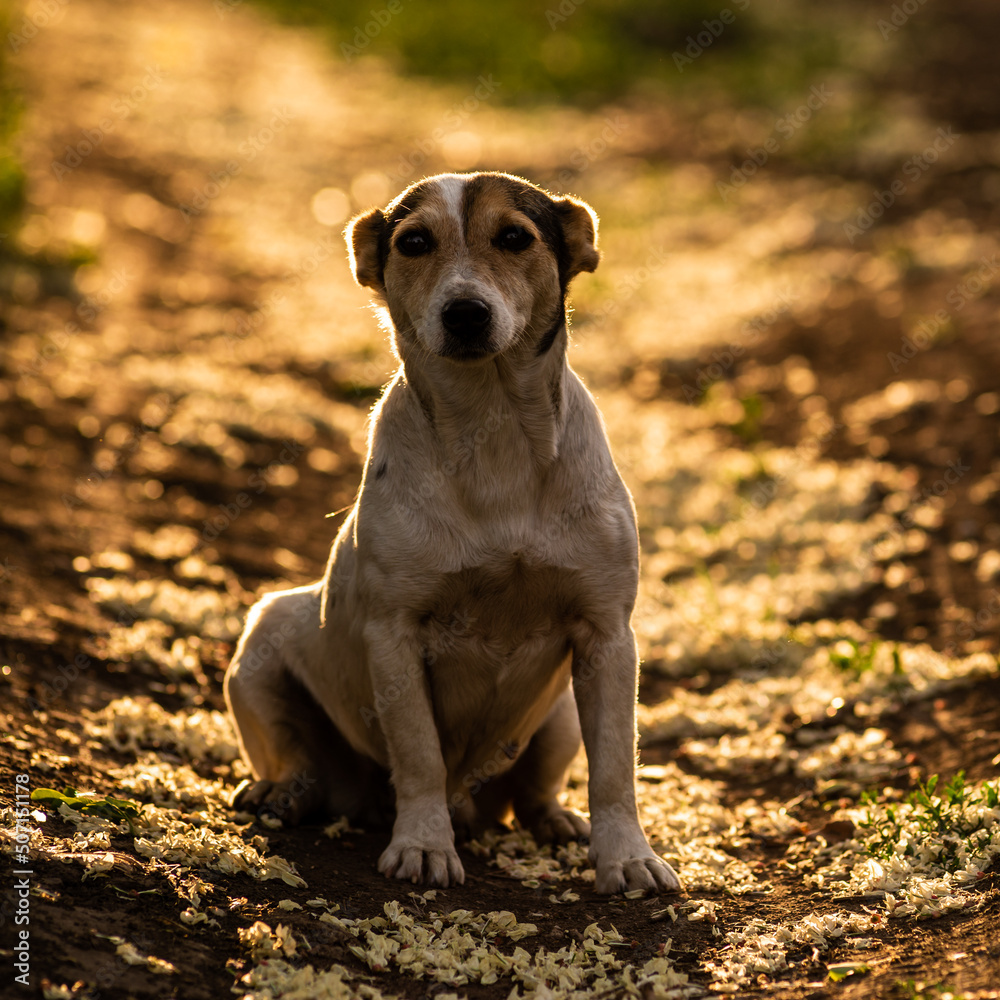 happy adorable cute dog standing in the red golden sunshine on dirty road during sunset