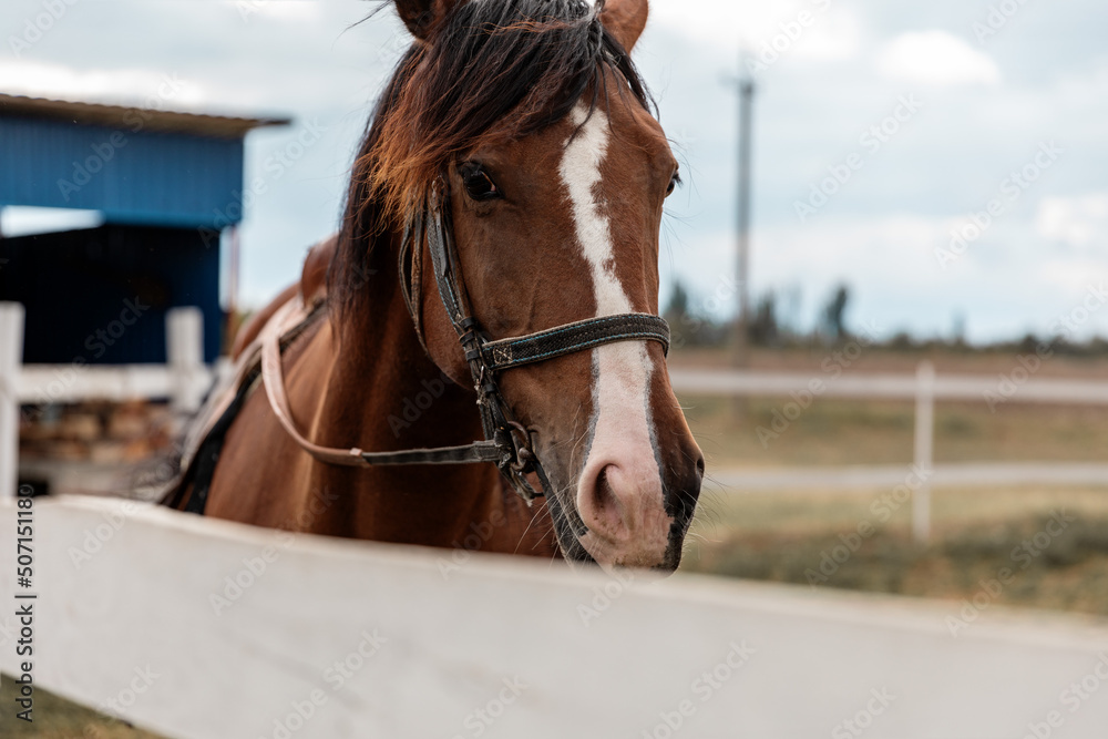 Close-up portrait of racing brown hourse standing in paddock at summer day Close-up portrait of racing brown hourse standing in paddock at summer day