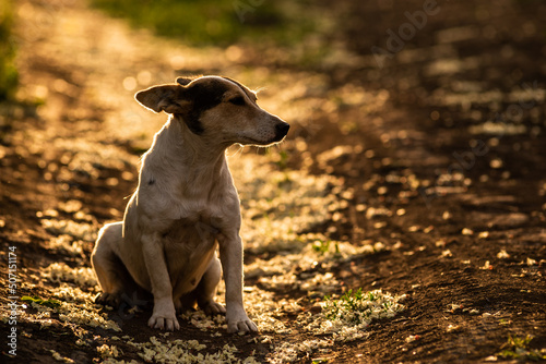 happy adorable cute dog standing in the red golden sunshine on dirty road during sunset