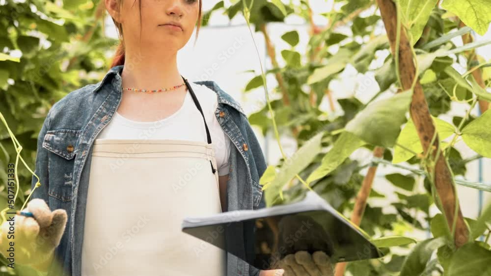 Happy young woman check fresh organic vegetables and write on clipboard in farm. Young girl farmers working in the factory house. grower breeding production, vegetarian and agriculture Happy young woman check fresh organic vegetables and write on clipboard in farm. Young girl farmers working in the factory house. grower breeding production, vegetarian and agriculture