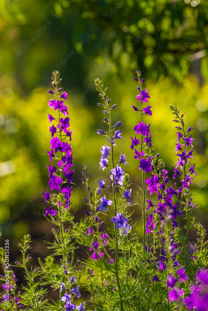 Obraz premium Delphinium ajacis close up background. Multicolored Larkspur flowers. Delphinium purple, blue, pink flowers grows in the garden, Flowering field with Rocket Larkspur (Consolida ambigua). orientalis