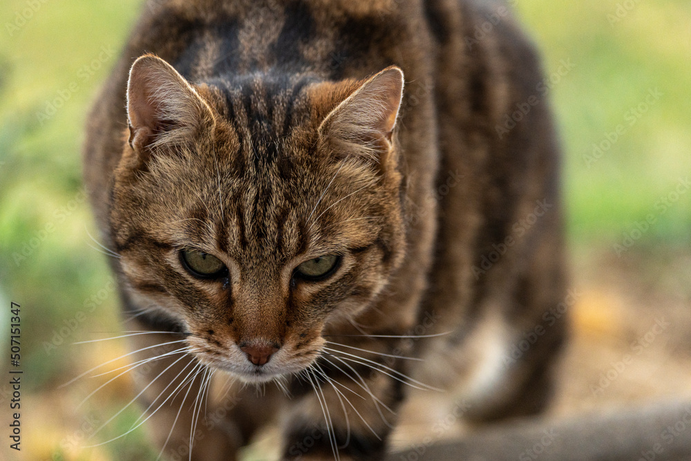 Chat Chat