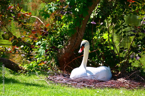 Schwan im Nes photo